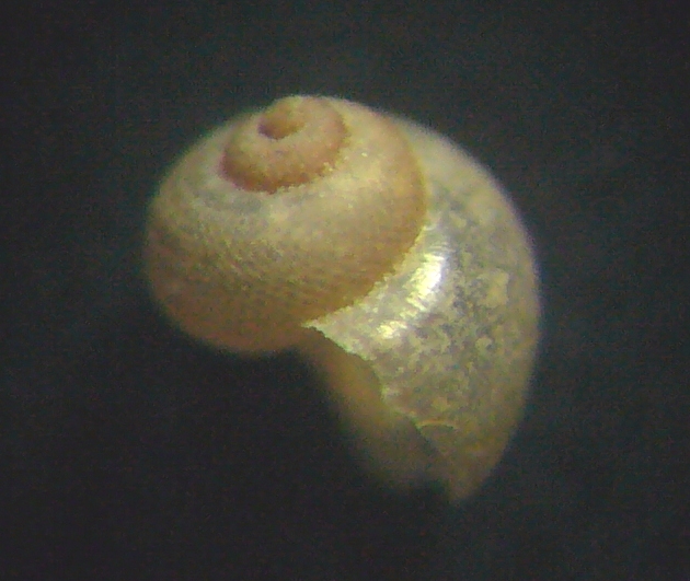 Piccolo gasteropode